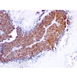 Immunohistochemistry - Anti-TOP1MT Antibody [TOP1MT/613] (A248223) - Antibodies.com