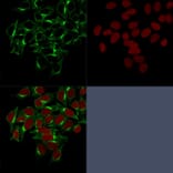 Immunofluorescence - Anti-Clathrin Heavy Chain Antibody [CHC/1432] (A248227) - Antibodies.com
