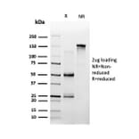SDS-PAGE - Anti-SPI-C Antibody [PCRP-SPIC-2C5] (A248229) - Antibodies.com