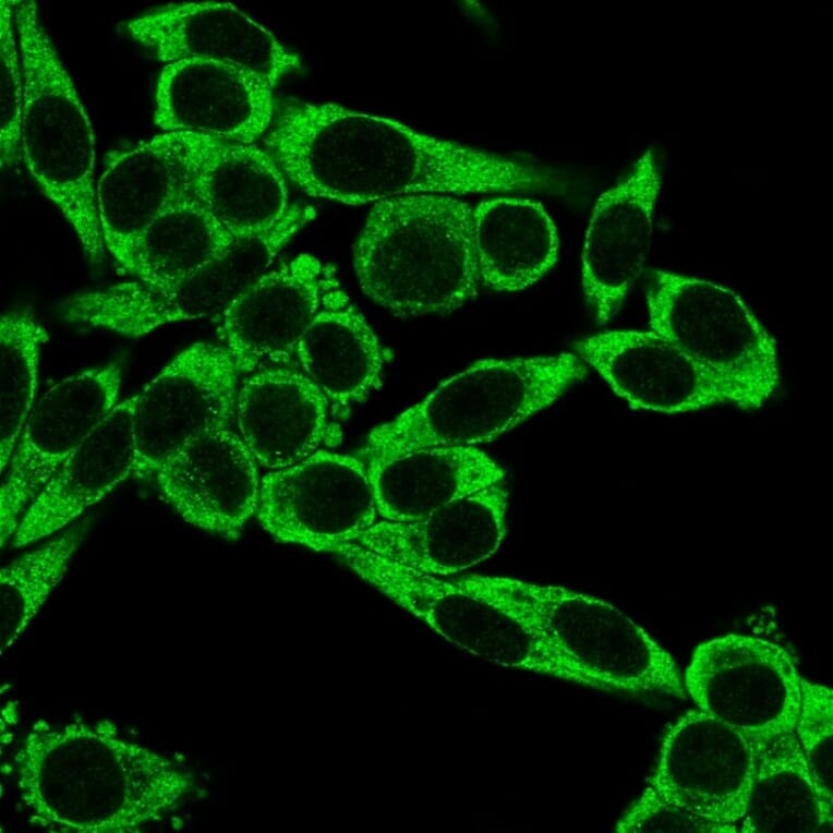 Immunofluorescence - Anti-CD195 Antibody [12D1] (A248230) - Antibodies.com