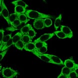 Immunofluorescence - Anti-CD195 Antibody [12D1] (A248230) - Antibodies.com