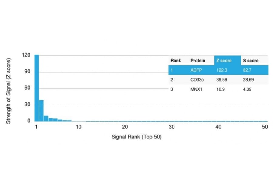 Protein Array - Anti-Adipophilin Antibody [ADFP/1366] (A248231) - Antibodies.com