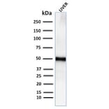 Western Blot - Anti-Adipophilin Antibody [ADFP/2755R] (A248236) - Antibodies.com