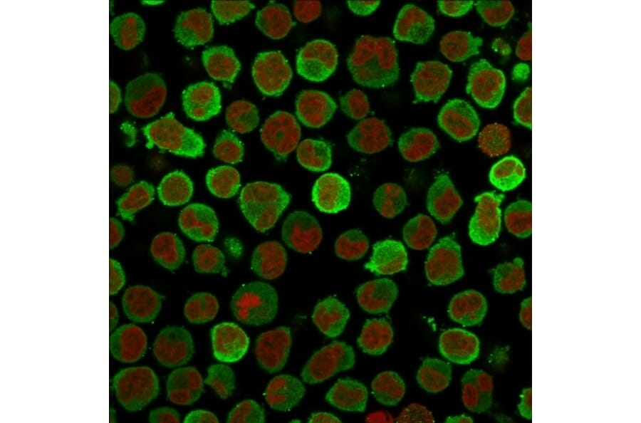 Immunofluorescence - Anti-Calponin 1 Antibody [CALP] (A248237) - Antibodies.com