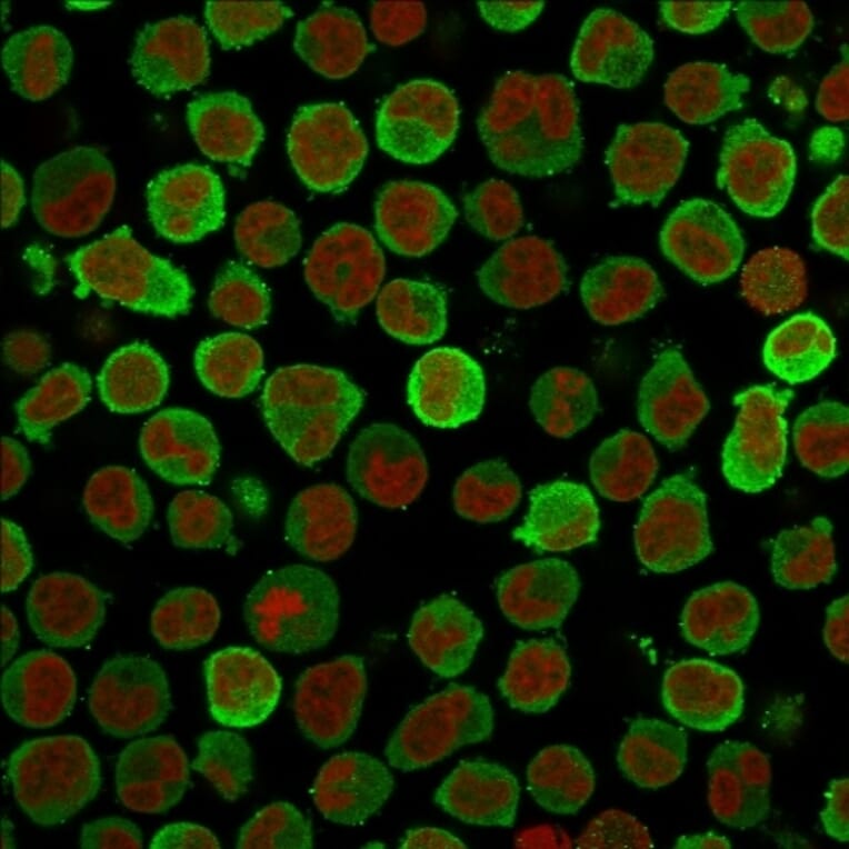 Immunofluorescence - Anti-Calponin 1 Antibody [CALP] (A248237) - Antibodies.com