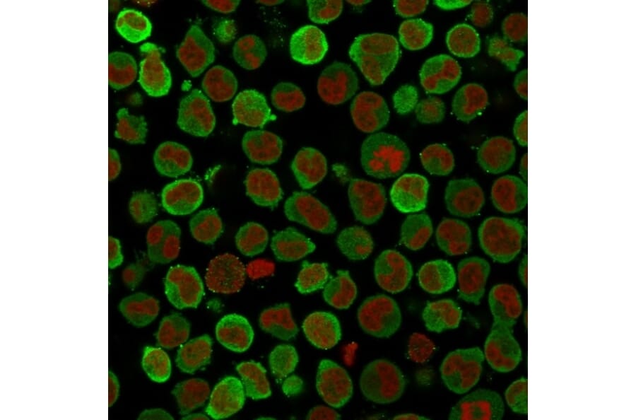 Immunofluorescence - Anti-Calponin 1 Antibody [SPM169] (A248238) - Antibodies.com