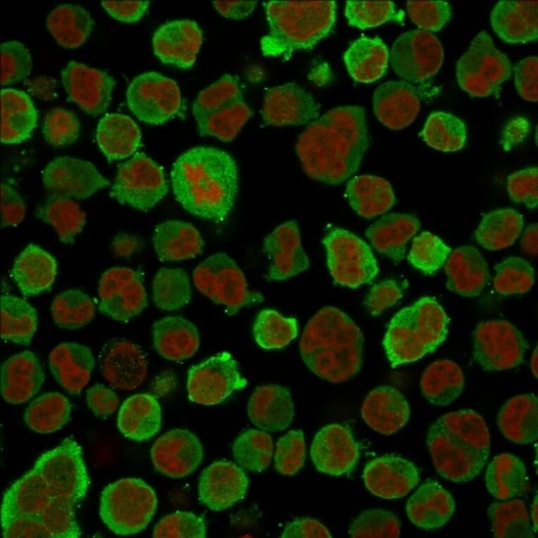Immunofluorescence - Anti-Calponin 1 Antibody [CNN1/832] (A248238) - Antibodies.com