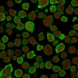 Immunofluorescence - Anti-Calponin 1 Antibody [CNN1/832] (A248238) - Antibodies.com