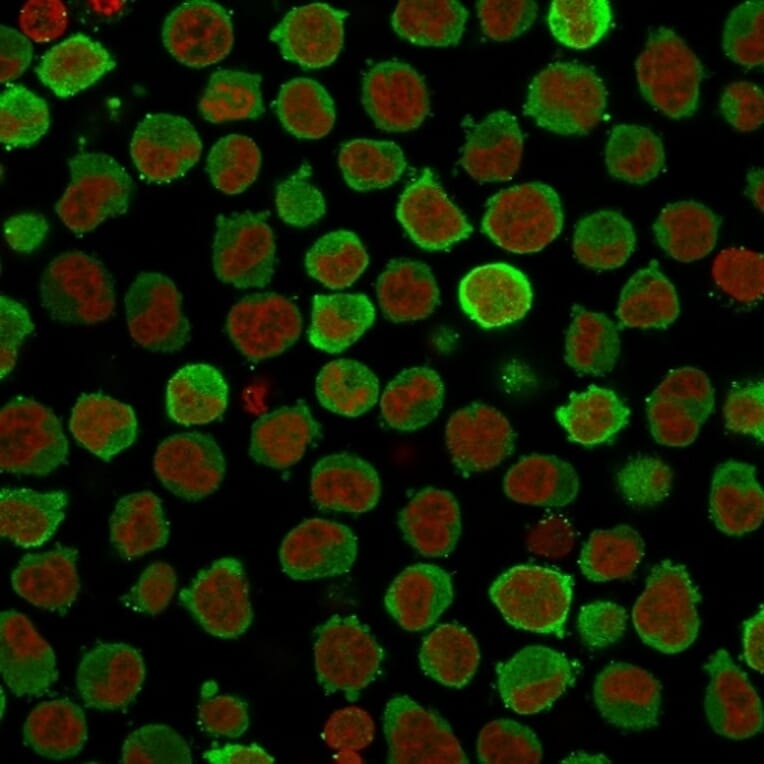 Immunofluorescence - Anti-Calponin 1 Antibody [CNN1/832 + CALP] (A248240) - Antibodies.com