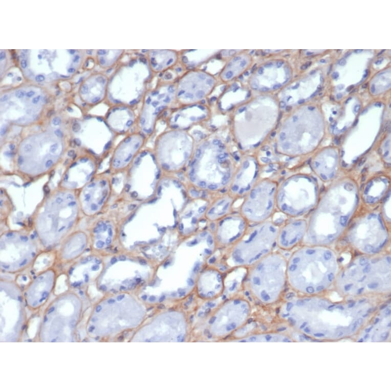 Immunohistochemistry - Anti-Collagen IV Antibody [M3F7] (A248246) - Antibodies.com