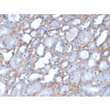 Immunohistochemistry - Anti-Collagen IV Antibody [M3F7] (A248246) - Antibodies.com