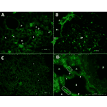 Immunofluorescence - Anti-Collagen IV Antibody [M3F7] (A248246) - Antibodies.com Citation