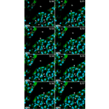 Immunofluorescence - Anti-Collagen IV Antibody [M3F7] (A248246) - Antibodies.com Citation