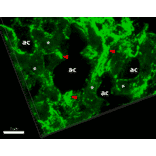 Immunofluorescence - Anti-Collagen IV Antibody [M3F7] (A248246) - Antibodies.com Citation