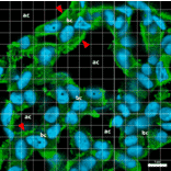 Immunofluorescence - Anti-Collagen IV Antibody [M3F7] (A248246) - Antibodies.com Citation