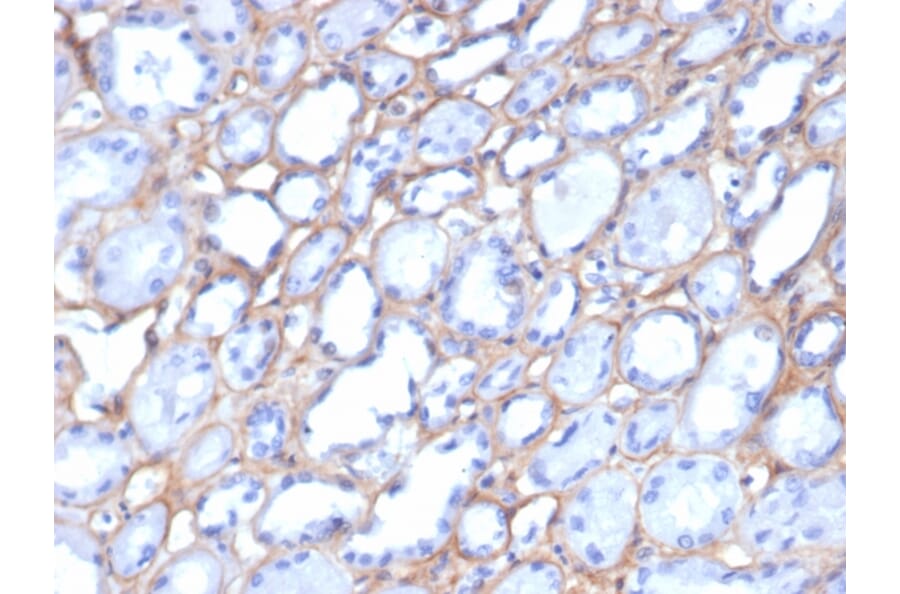 Immunohistochemistry - Anti-Collagen IV Antibody [M3F7] (A248245) - Antibodies.com