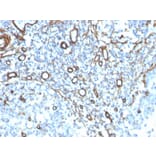 Immunohistochemistry - Anti-Collagen IV Antibody [COL4/4241R] (A248246) - Antibodies.com