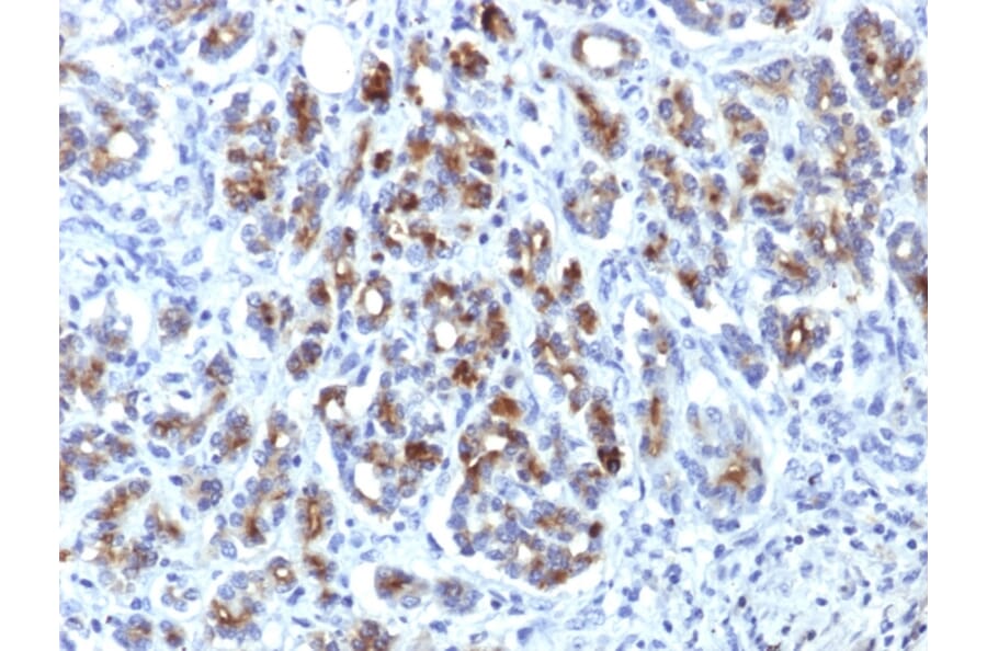 Immunohistochemistry - Anti-alpha 1 Antichymotrypsin Antibody [AACT/1451] (A248248) - Antibodies.com