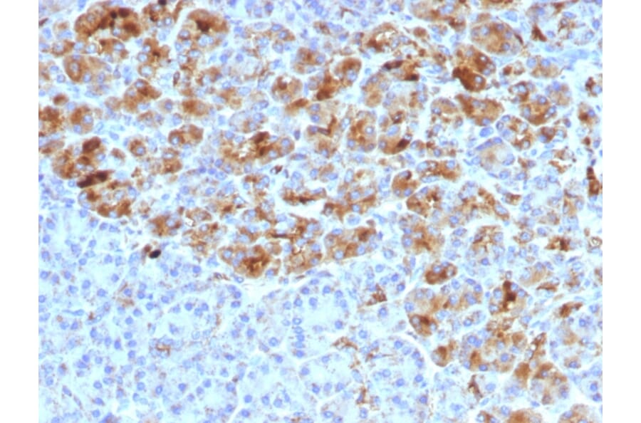 Immunohistochemistry - Anti-alpha 1 Antichymotrypsin Antibody [AACT/1452] (A248249) - Antibodies.com