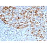 Immunohistochemistry - Anti-alpha 1 Antichymotrypsin Antibody [AACT/1452] (A248249) - Antibodies.com