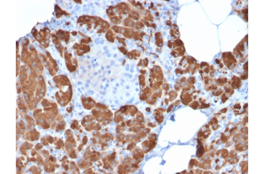 Immunohistochemistry - Anti-Carboxypeptidase A1 Antibody [CPA1/2711] (A248251) - Antibodies.com