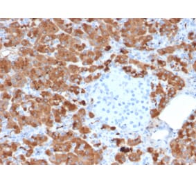 Immunohistochemistry - Anti-Carboxypeptidase A1 Antibody [CPA1/2712] (A248252) - Antibodies.com