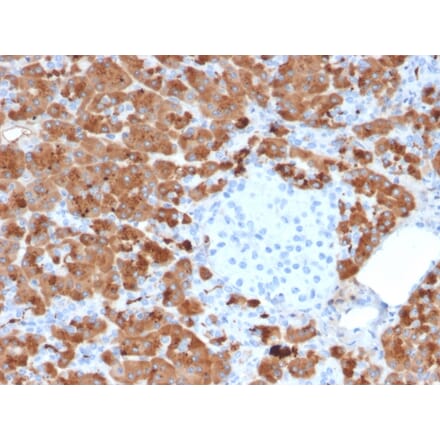 Immunohistochemistry - Anti-Carboxypeptidase A1 Antibody [CPA1/2712] (A248252) - Antibodies.com