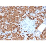 Immunohistochemistry - Anti-Carboxypeptidase A1 Antibody [CPA1/2712] (A248252) - Antibodies.com
