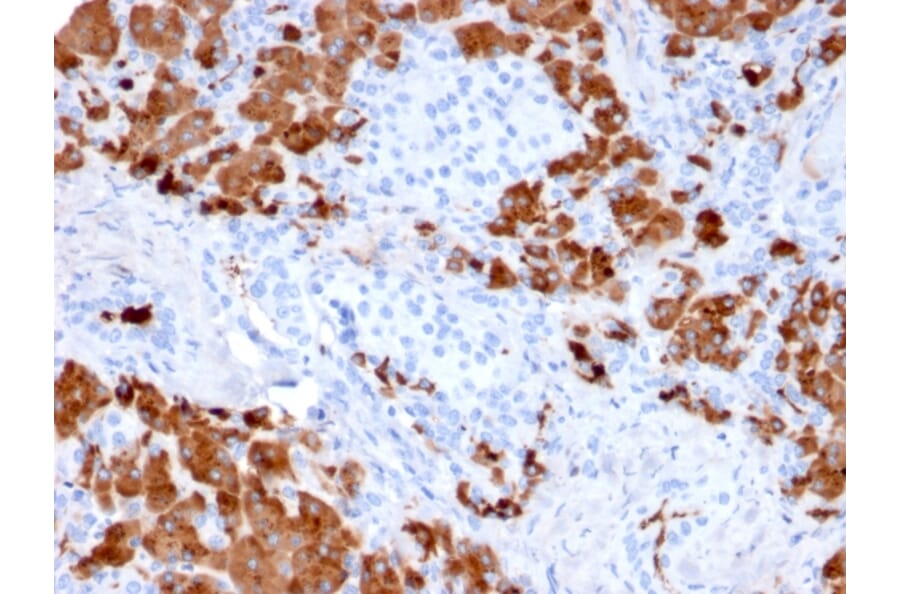 Immunohistochemistry - Anti-Carboxypeptidase A1 Antibody [CPA1/2712] (A248252) - Antibodies.com