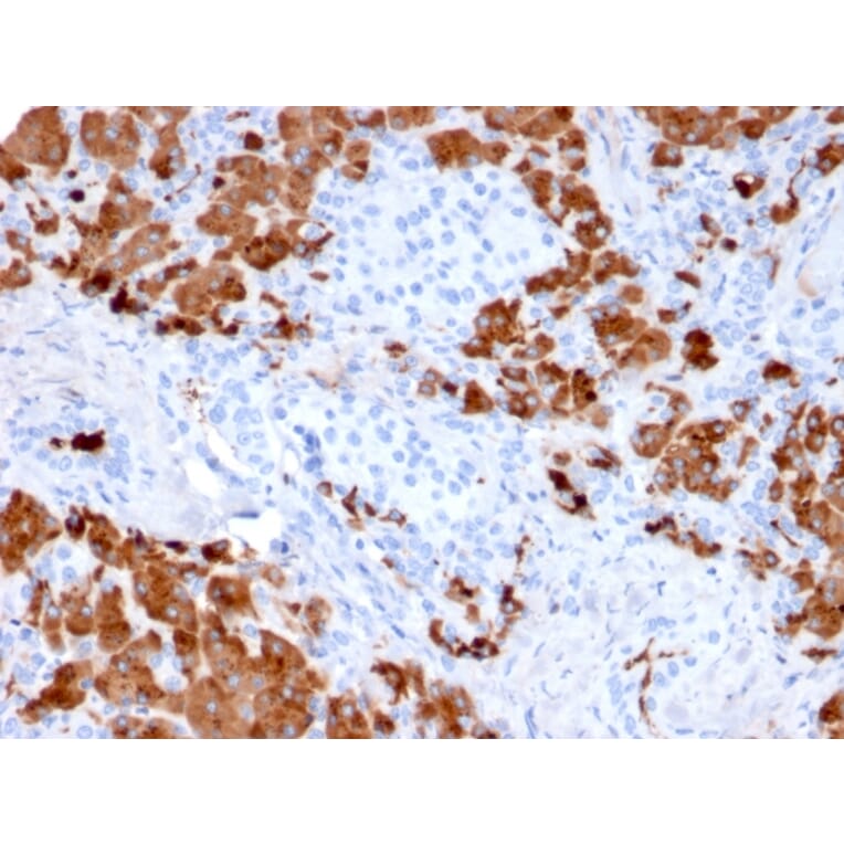 Immunohistochemistry - Anti-Carboxypeptidase A1 Antibody [CPA1/2712] (A248252) - Antibodies.com