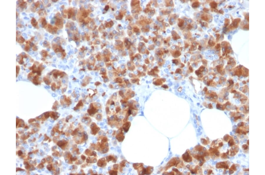 Immunohistochemistry - Anti-Carboxypeptidase A1 Antibody [CPA1/2713] (A248253) - Antibodies.com