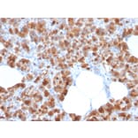 Immunohistochemistry - Anti-Carboxypeptidase A1 Antibody [CPA1/2713] (A248253) - Antibodies.com