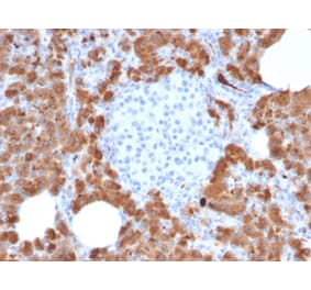 Immunohistochemistry - Anti-Carboxypeptidase A1 Antibody [CPA1/2714] (A248254) - Antibodies.com