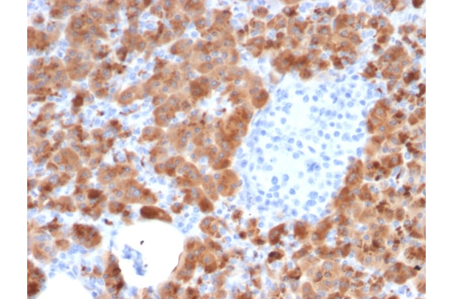 Immunohistochemistry - Anti-Carboxypeptidase A1 Antibody [CPA1/2714] (A248254) - Antibodies.com