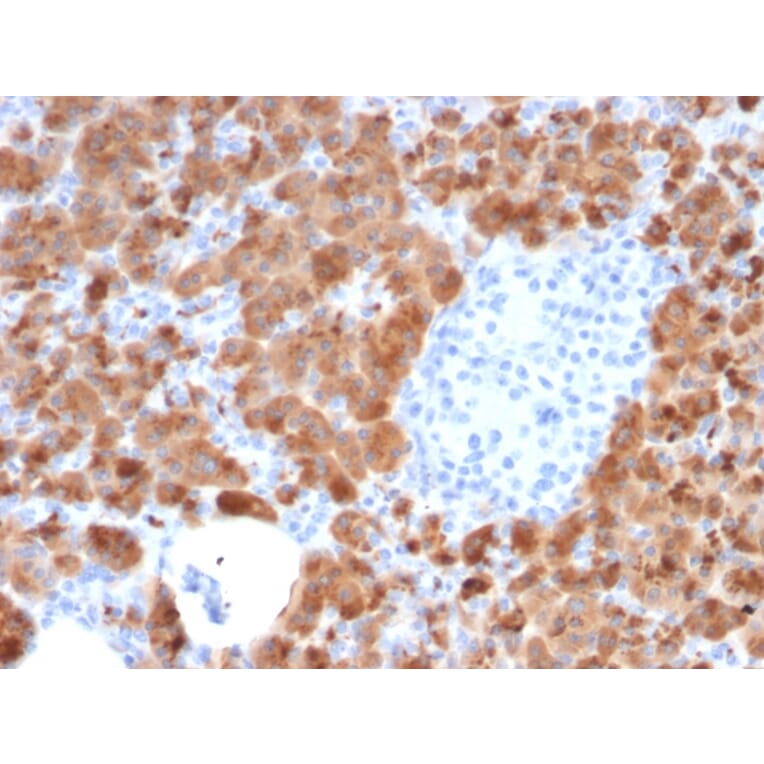 Immunohistochemistry - Anti-Carboxypeptidase A1 Antibody [CPA1/2714] (A248254) - Antibodies.com