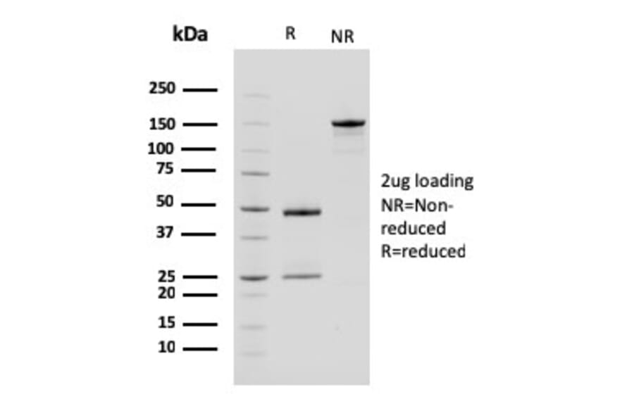 SDS-PAGE - Anti-Carboxypeptidase A1 Antibody [CPA1/2714] (A248254) - Antibodies.com