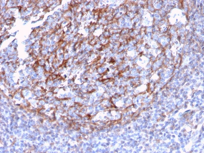 Recombinant Anti-CD21 Antibody [CR2/3124R] (A248267) | Antibodies.com
