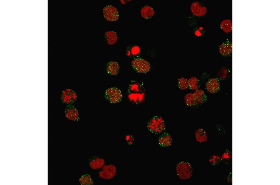 Immunofluorescence - Anti-CD21 Antibody [CR2/3124R] (A248267) - Antibodies.com