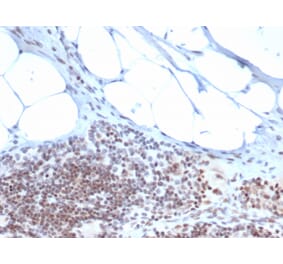 Immunohistochemistry - Anti-ZBTB46 Antibody [PCRP-ZBTB46-2B8] (A248268) - Antibodies.com