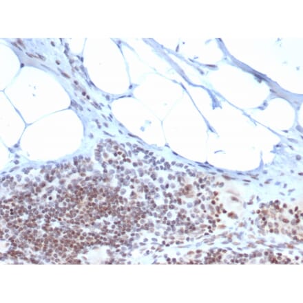 Immunohistochemistry - Anti-ZBTB46 Antibody [PCRP-ZBTB46-2B8] (A248268) - Antibodies.com