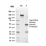 SDS-PAGE - Anti-ZBTB46 Antibody [PCRP-ZBTB46-2B8] (A248268) - Antibodies.com