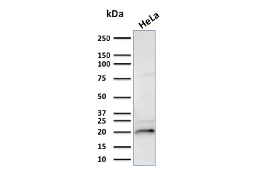 Western Blot - Anti-alpha B Crystallin Antibody [CPTC-CRYAB-1] (A248269) - Antibodies.com