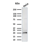 Western Blot - Anti-alpha B Crystallin Antibody [CPTC-CRYAB-1] (A248269) - Antibodies.com