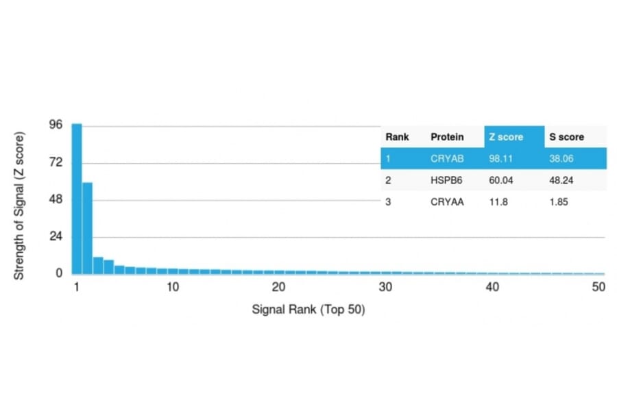 Protein Array - Anti-alpha B Crystallin Antibody [CPTC-CRYAB-1] (A248268) - Antibodies.com