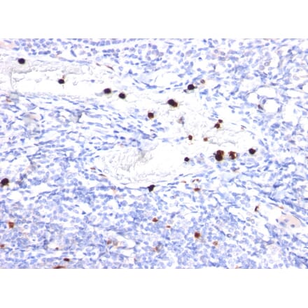 Immunohistochemistry - Anti-G-CSF Antibody [CSF3/900] (A248273) - Antibodies.com