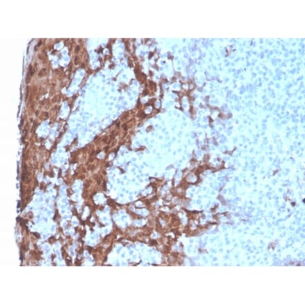 Immunohistochemistry - Anti-G-CSF Antibody [rCSF3/900] (A248277) - Antibodies.com