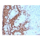 Immunohistochemistry - Anti-G-CSF Antibody [rCSF3/900] (A248277) - Antibodies.com