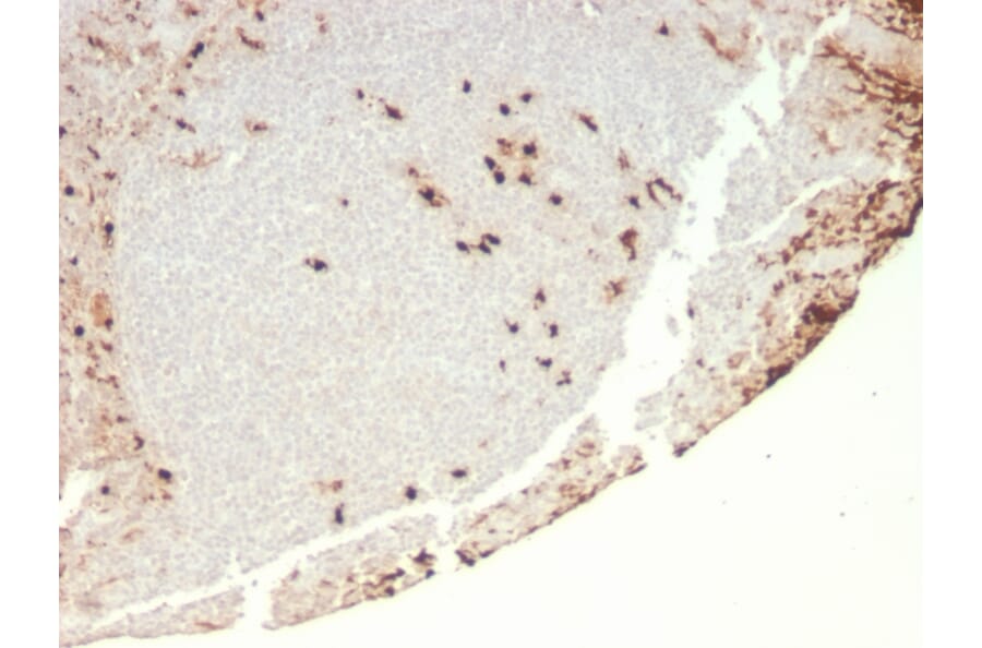 Immunohistochemistry - Anti-G-CSF Antibody [rCSF3/900] (A248276) - Antibodies.com