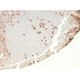 Immunohistochemistry - Anti-G-CSF Antibody [rCSF3/900] (A248276) - Antibodies.com