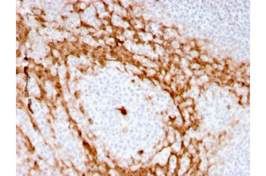 Immunohistochemistry - Anti-G-CSF Antibody [CSF3/3166R] (A248277) - Antibodies.com